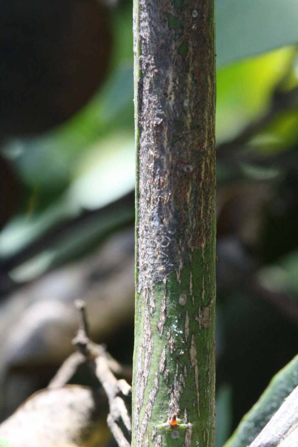                 Second - third year twig (Precoce de Valence,   Riverside, CA)       